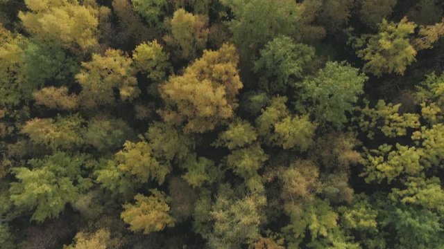 Aerial top view forward flight over autumn trees in forest in october