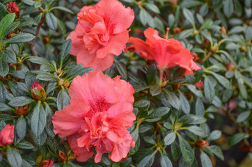 *rote sch&ouml;ne exotische Bl&uuml;ten*