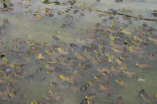 group of freen frog in the pond