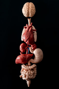 Human anatomy, organ transplant and medical science concept with a collage of human organs in anatomically correct position like brain, heart, lungs, stomach and liver isolated on black background