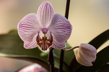 Blooming orchid