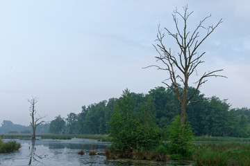 Obraz premium abgestorbener Baum im See