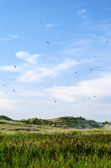Dünenlandschaft