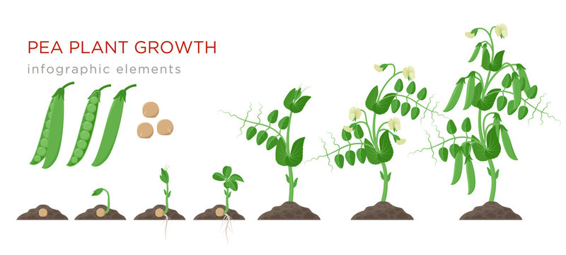 Pea plant growth stages infographic elements in flat design. Planting process of peas from seeds sprout to ripe vegetable, plant life cycle isolated on white background, vector stock illustration.