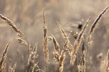 Fototapeta premium Dry grass in the morning at sunrise