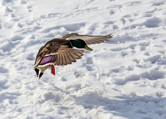 Duck in flight over white snow in winter