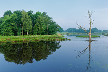Obraz premium abgestorbener Baum im See