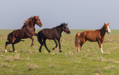 Horses graze in the steppe of Kazakhstan in spring