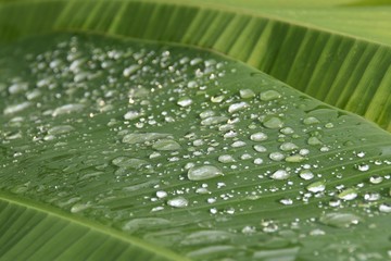 water drops on green leaf