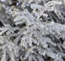 Frozen branches on a pine in the forest in winter