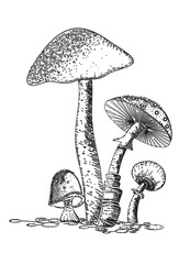 Pilze in einer Gruppe Handzeichnung
