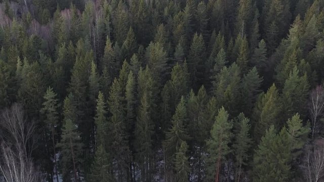Aerial forward flight over winter fir forest in sunset