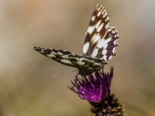 Colorfull butterfly in the green