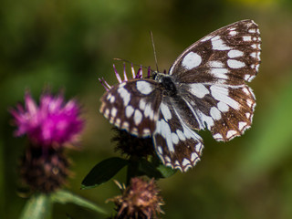 Colorfull butterfly in the green