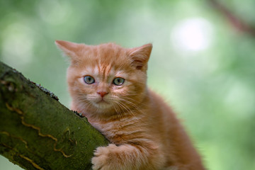 Little red kitten sneaking on the tree in the garden