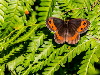Colorfull butterfly in the green