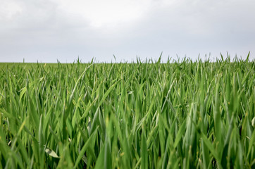 Close up of green grass wheat field in spring. Copy space.