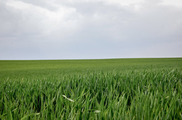 Green grass wheat field in spring. Copy space.