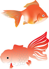 金魚