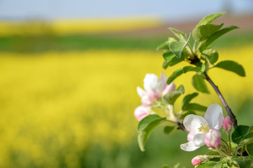 Branch of a blooming tree on the background of agricultural fields in spring. Copy space.