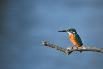 止まり木のカワセミ