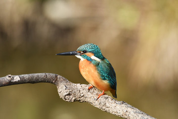 止まり木のカワセミ