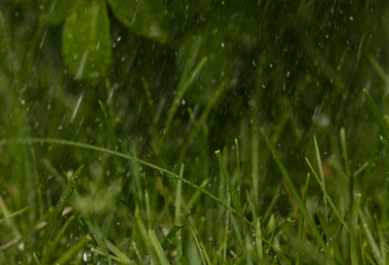 abstract background. raindrops on a background of grass and leaves. copy space
