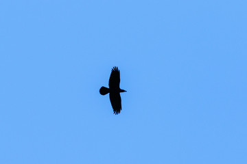 Raven bird in silhouette flying on a blue sky