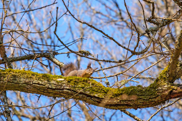 Squirrel on a tree branch