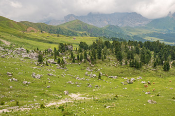 Fototapeta na wymiar View at a alp meadow with cows