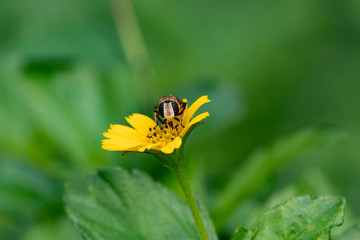 honey bee on flower