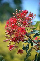 Red flowering gum tree blossoms, Corymbia ficifolia ‘Wildfire’, Family Myrtaceae. Endemic to...