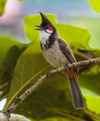 bird on a branch
