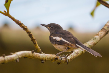 oriental magpie robin