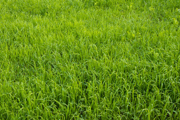 Wheat Sprouts Plant Growing in Field