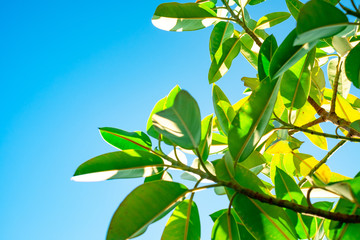 green leaves on blue sky background, orange tree