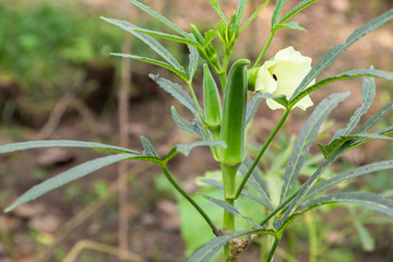 Fototapeta premium Okra, lady finger growing in farm