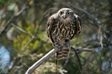 a barking owl