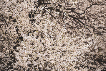 Plum flowers blossom