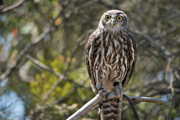 a barking owl