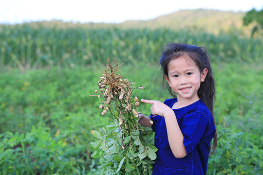 Little farmer harvest peanuts on agriculture plantation.