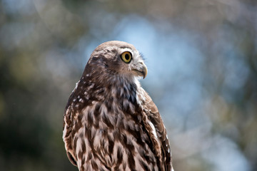 a barking owl