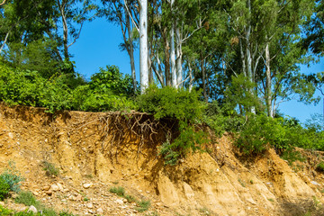 Open trees roots due to landslides, soil erosion, after road cut