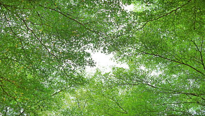 Tree leaf and branches in the garden against sky background.