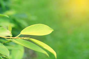 Green tree leaf on blurred background in the park with bokeh and sunlight. Close-up nature leaves...