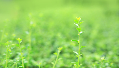 Fresh green tree leaf on blurred background in the summer garden with copy space and clean pattern. Close-up nature leaves in field for use in web design or wallpaper.