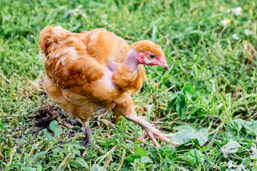 Brown chicken of  breed naked neck in the garden against the background of the grass. Chicken runs_