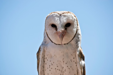a barn owl