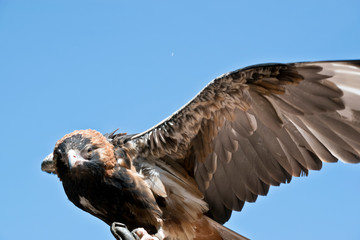 Black breasted buzzard