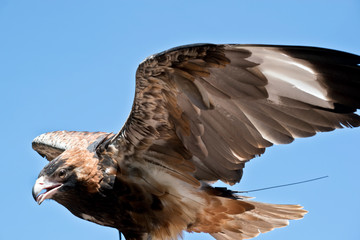Black breasted buzzard